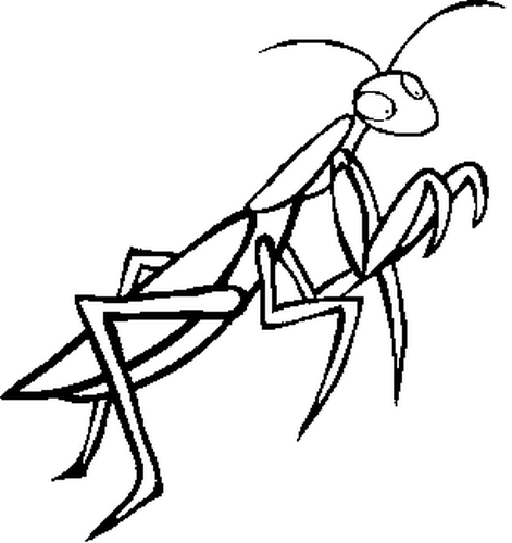 Konik Polny kolorowanki